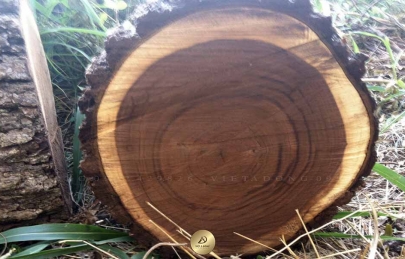  Gỗ óc chó Texture là gì? Đặc điểm của gỗ óc chó Texture 